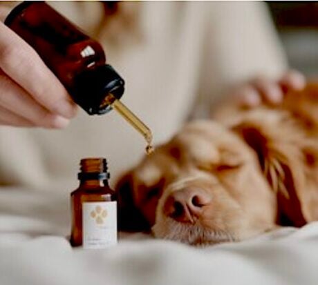 COURSE - RAINDROP THERAPY: essential oils and holistic modalities for dogs